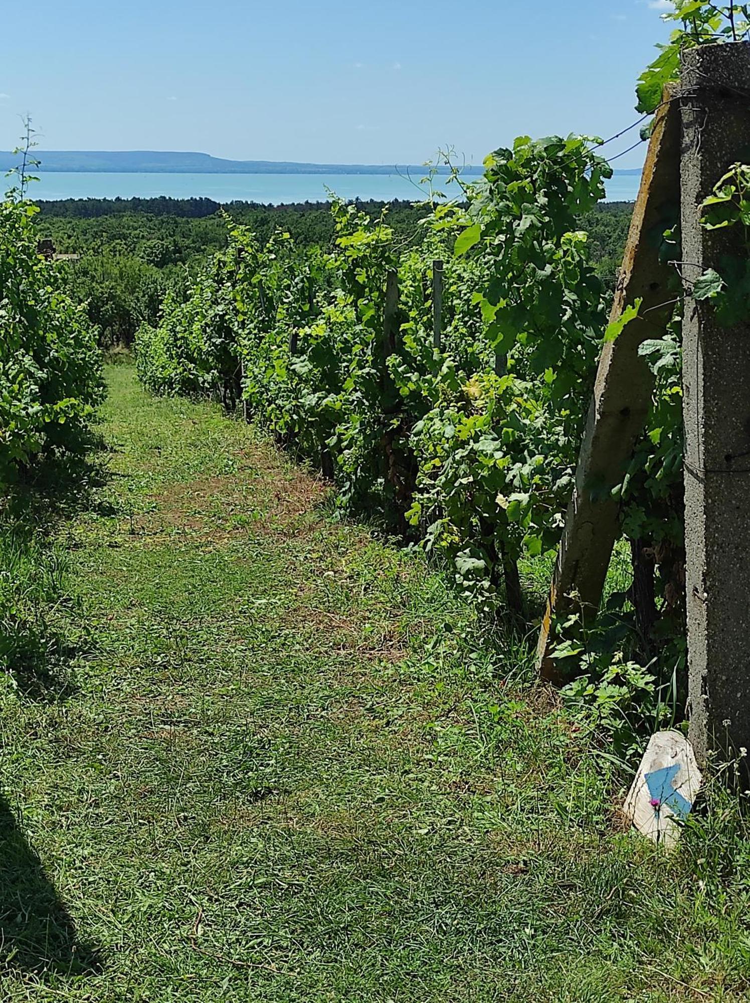 Napraszallas Vendeghaz Balatonakali Exteriér fotografie
